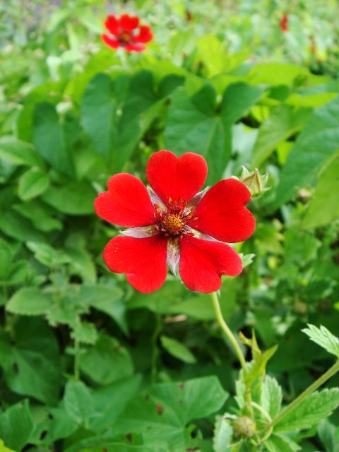 Potentilla atrosanguinea fleur